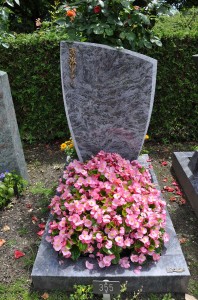 cineraire_simple