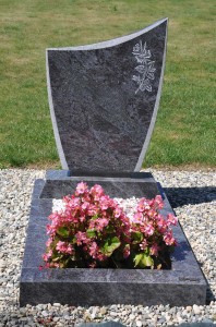 cineraire_simple