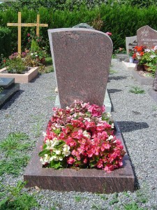 cineraire_simple